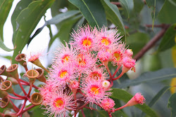 bundaberg botanical gardens logistics catching attractions shopping