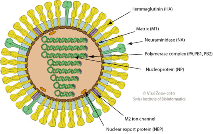 Геном гриппа. Вирион вируса гриппа. Схема строения вириона вируса гриппа. Строение вирусной частицы гриппа. Структура вириона гриппа.