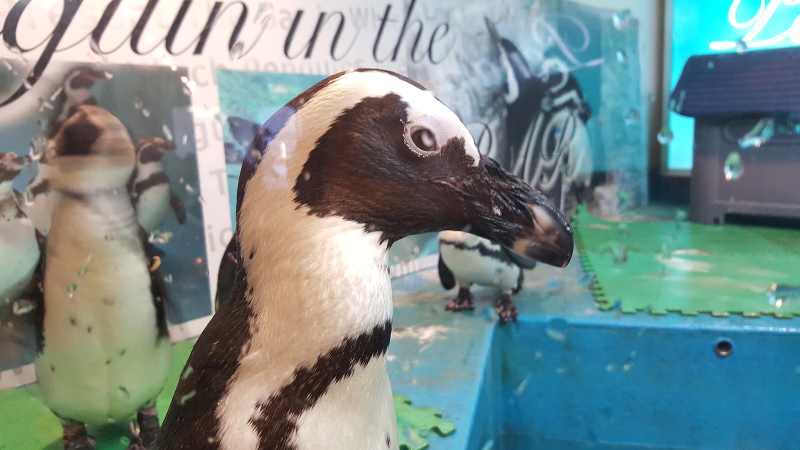 FEED AND PLAY WITH PENGUIN FRIENDS IN TOKYO @ PENGUIN NO IRU BAR - IKEBUKURO