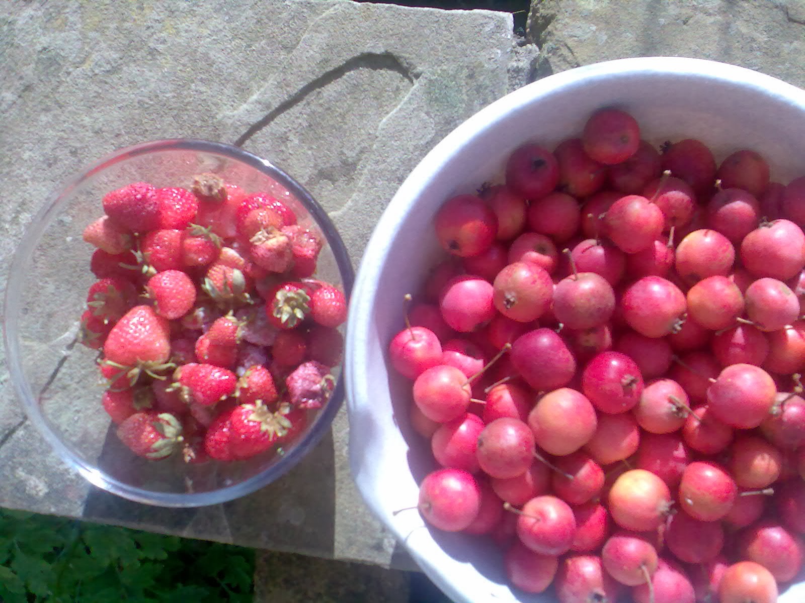 Ben's Adventures in Wine Making Crab Apple & Strawberry Wine 2013