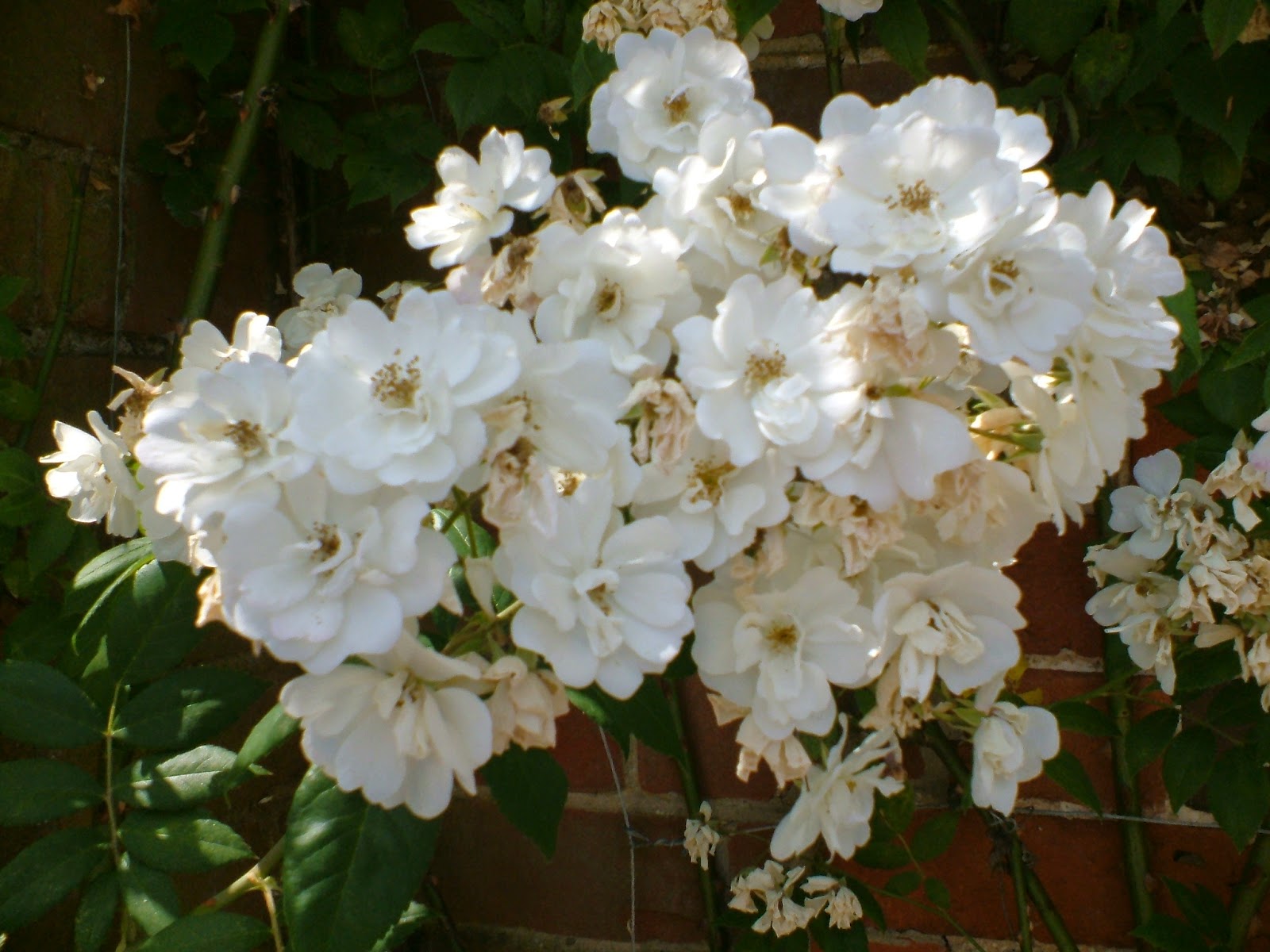 life between the flowers White Rambling Roses for walls,trees