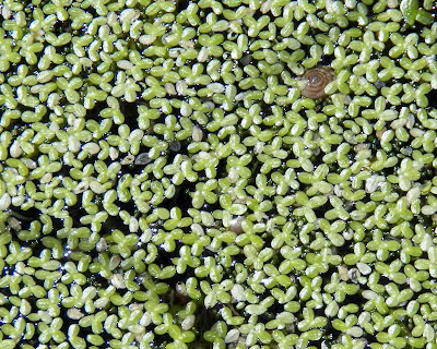 My Backyard: Water-Logged Wonderland