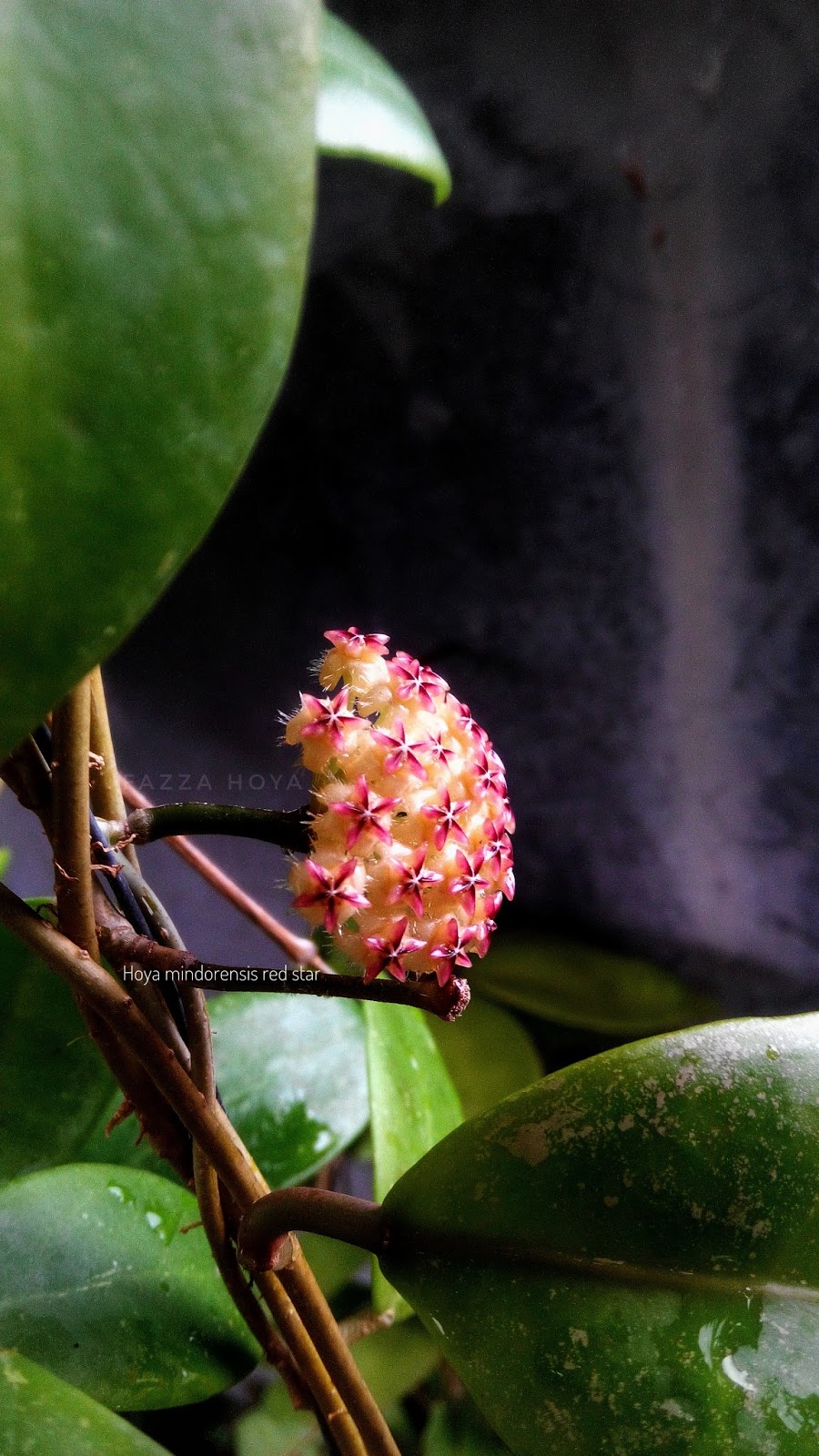 Хойя индонезия 001 Хойя индонезия 001