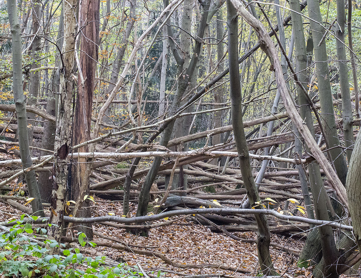 Gully with fallen trees. Farningham Wood, 28 November 2013. Gully with fallen trees. Farningham Wood, 28 November 2013.