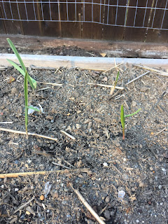 Spacing garlic clove planting. https://trimazing.com/ Photo of garlic sprouts showing spacing of clove planting. https://trimazing.com/