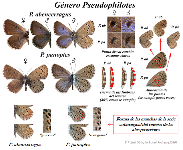 Claves Pseudophilotes panoptes y abencerragus