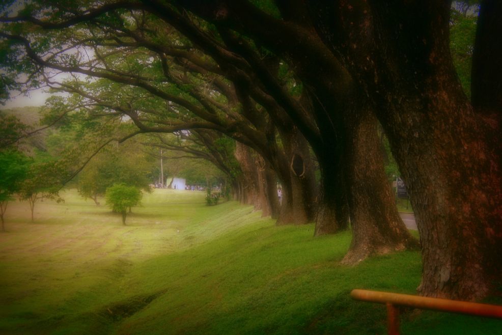 Trees inside UP Diliman
