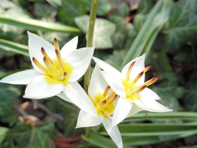 białe tulipany botaniczne