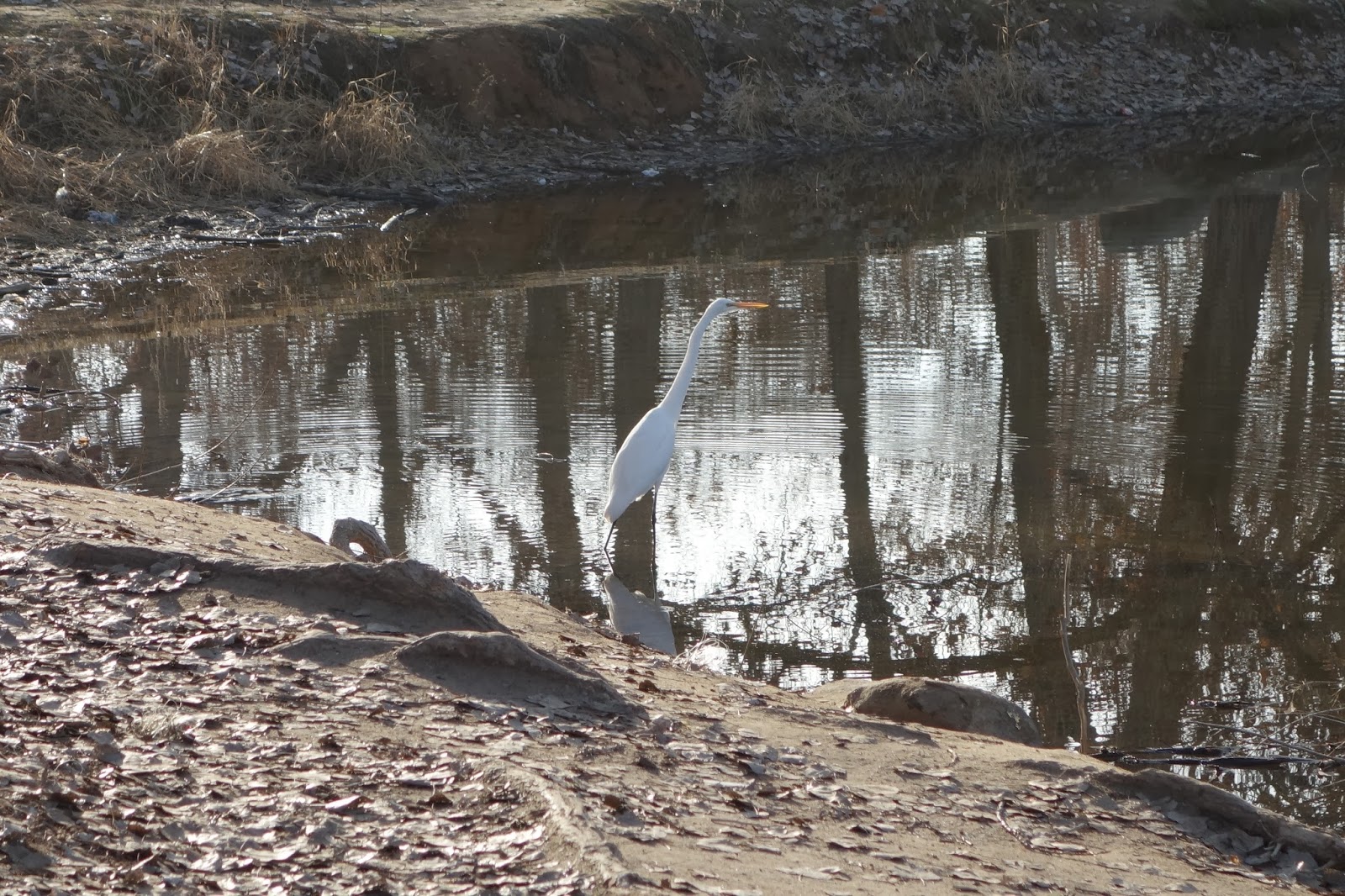Mid Sierra Musings Woodward Park