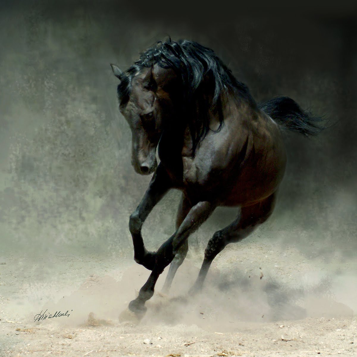 Amazing Dark Horse Running Wallpaper Wallpaper ME