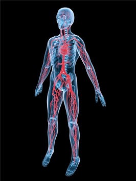 Vaishnavi Organic Farm: How Does Blood Circulatory System Work?