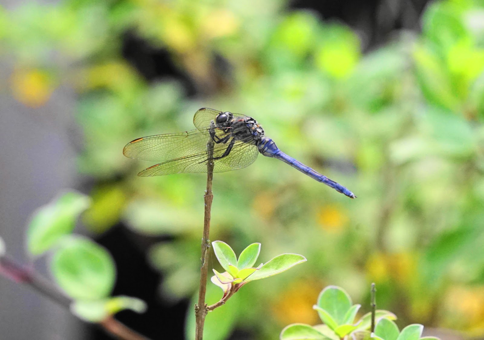 Tedyな日常！ 盛夏到来ミヤジマトンボ♪