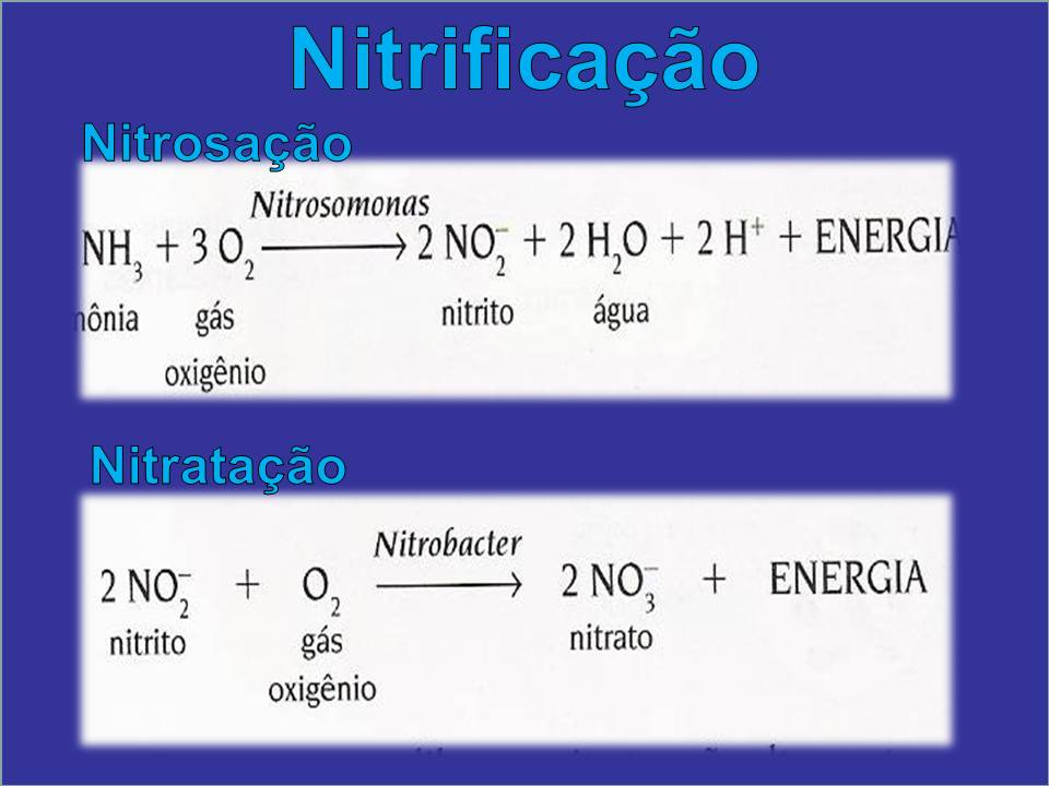 Viver à Biologia Ciclos BioGeoQuimicos