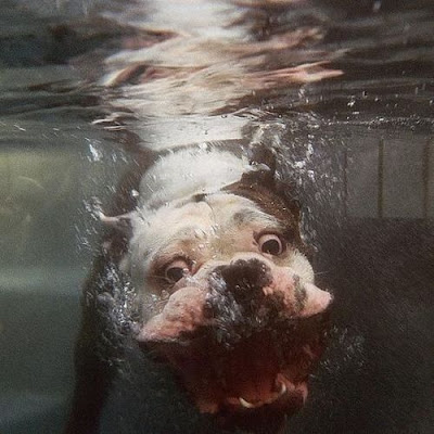 Foto divertida de perro bajo el agua