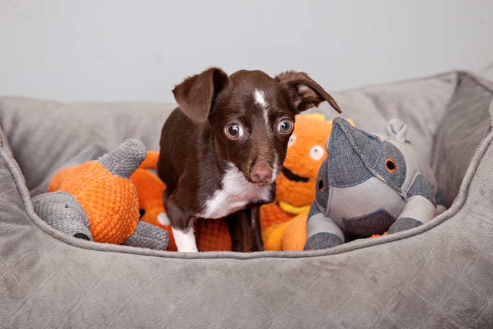 The Specials: One-of-kind-dog Adopting Cletus a one-of-a-kind-dog from Best Friends