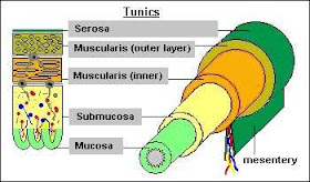 My Biomedical Notebook: Digestive System