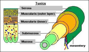 My Biomedical Notebook: Digestive System