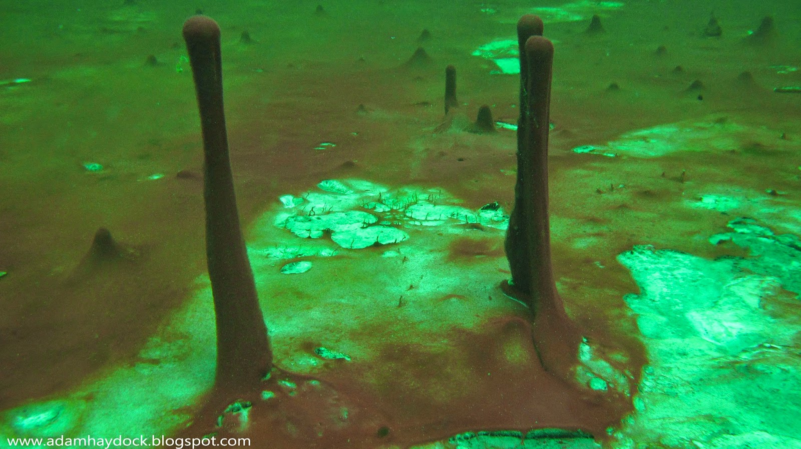 MIDDLE ISLAND UNDERWATER SINK RESURGENCE ADAM HAYDOCK