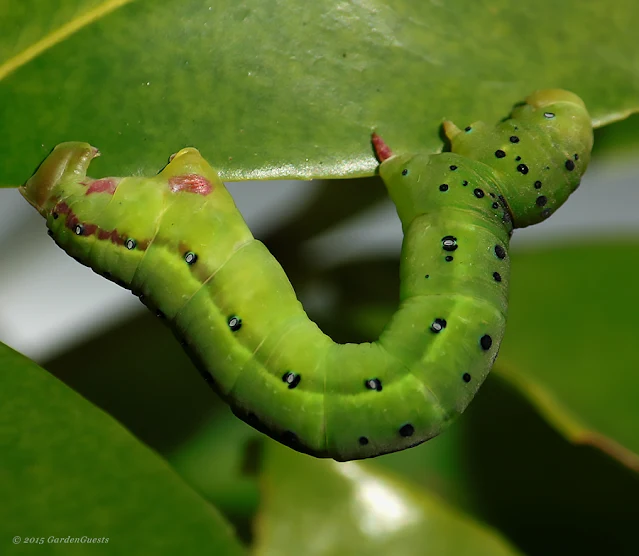 Four O'clock moth caterpillar feeding on a rainforest plant