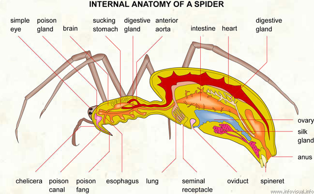 Human&Animal Anatomy and Physiology Diagrams: Anatomy of a Spider