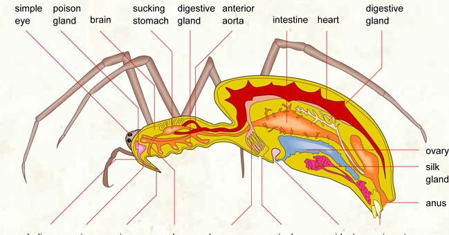 Human&Animal Anatomy and Physiology Diagrams: Anatomy of a Spider