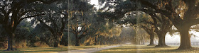 Avenue of Oaks, Boone Hall Plantation, Charleston, Carolina do Sul