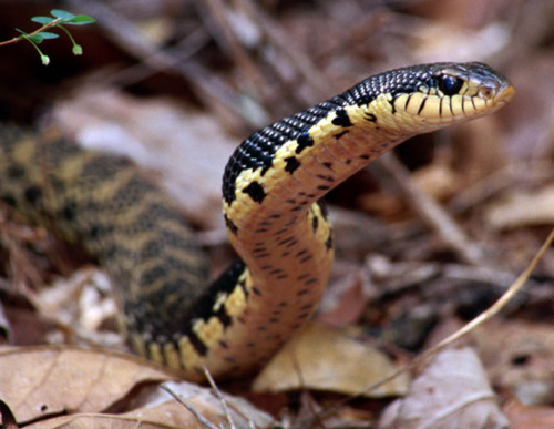 Snake Lycodryas Evolutionary Vertebrate Zoology: January 2013
