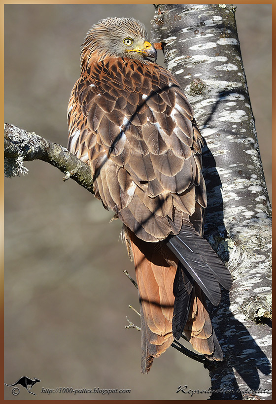 Red kite OIS MilanR D5100F 0891 2912