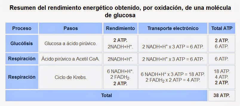Cuantos Atp Se Producen En La Glucolisis - chefli