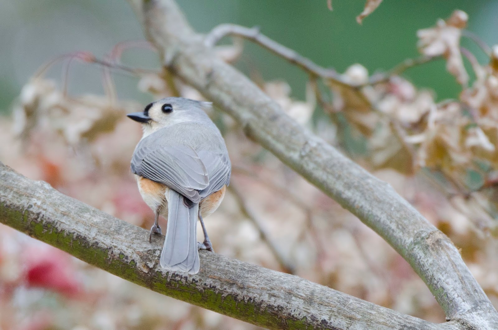 Urban Wildlife Guide Another Backyard Bird