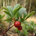 Mengenal Manfaat Buah Strawberry dan Jenis Buah Berry yang Lainnya