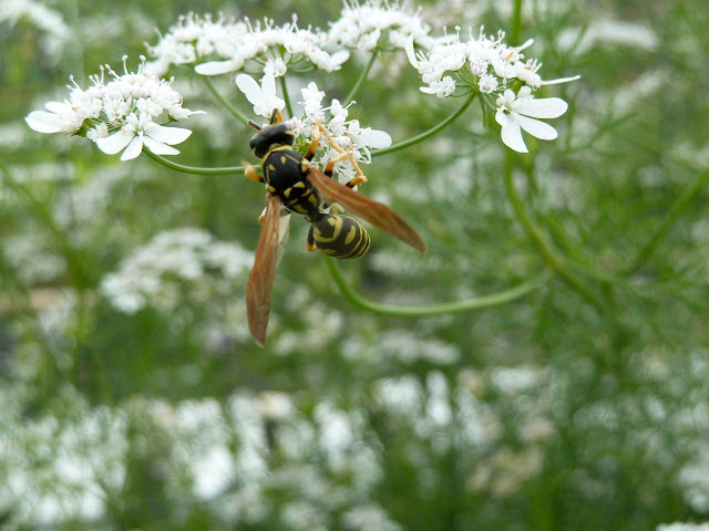 Polistes dominula, European Paper Wasp, Brooklyn
