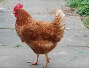 A galinha