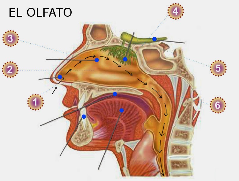 2º CICLO EN LA NAVATA EL SENTIDO DEL OLFATO LA NARIZ 2º CICLO EN LA NAVATA EL SENTIDO DEL OLFATO LA NARIZ