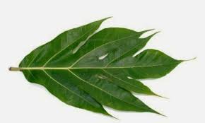 obat herbal penyakit jantung dari daun sukun
