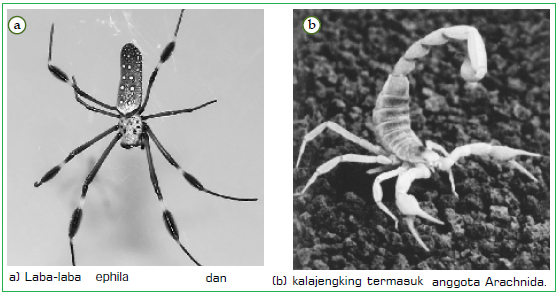 Contoh Hewan Arachnida Ruang Soal