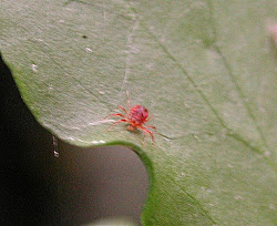 sand mite gj mercers cp holmethorpe flora pits fauna tetranychus urticae spider