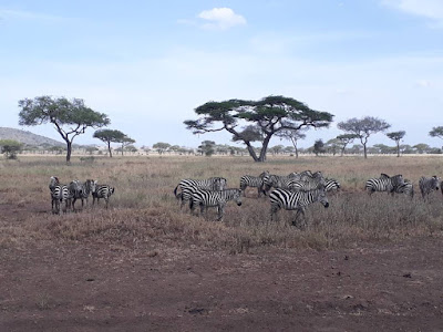 Serengeti National Park Tanzania