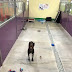 Dog Finds Himself All Alone At Shelter After Everyone Else Gets Adopted