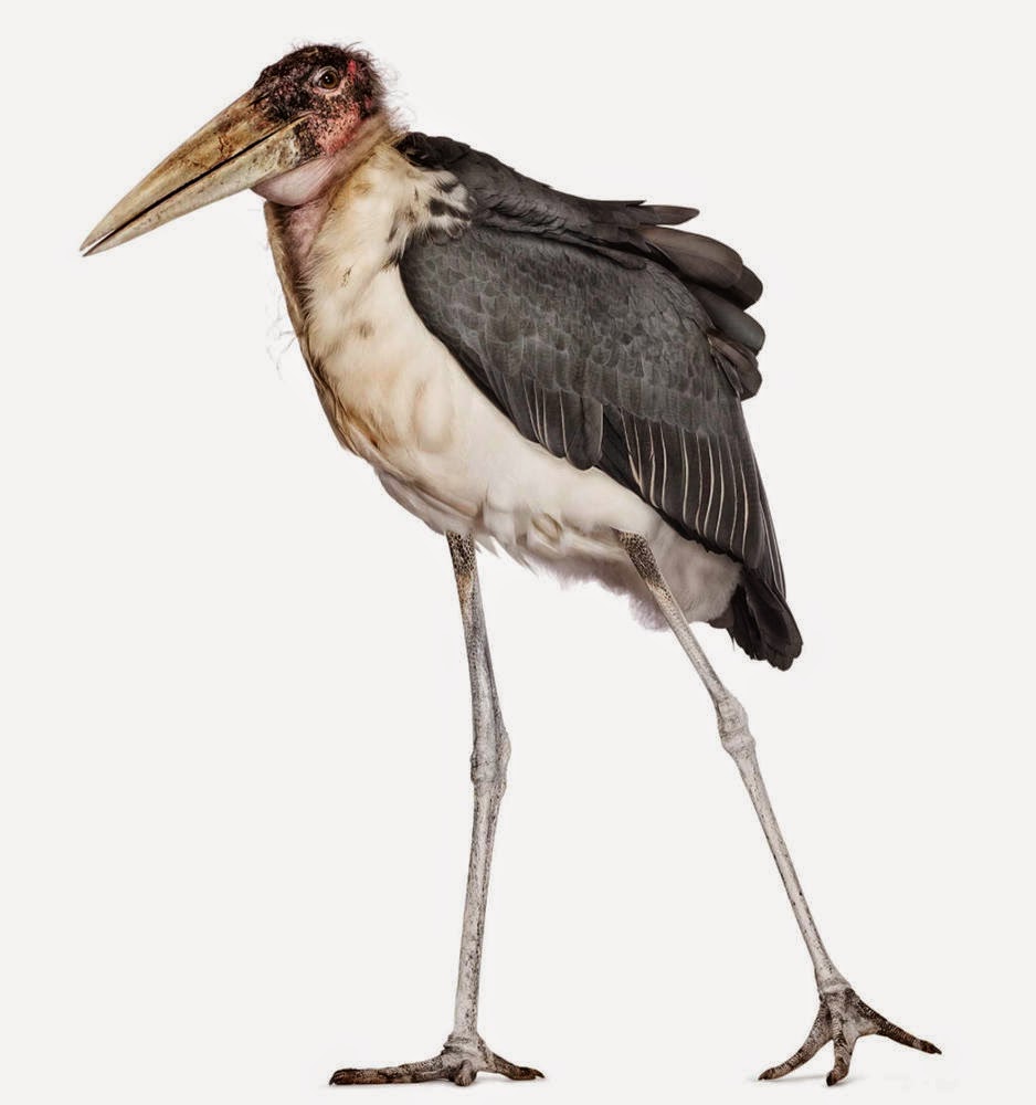 LA CIENCIA DE LA VIDA: 50 sombras de Gris (Primera parte)