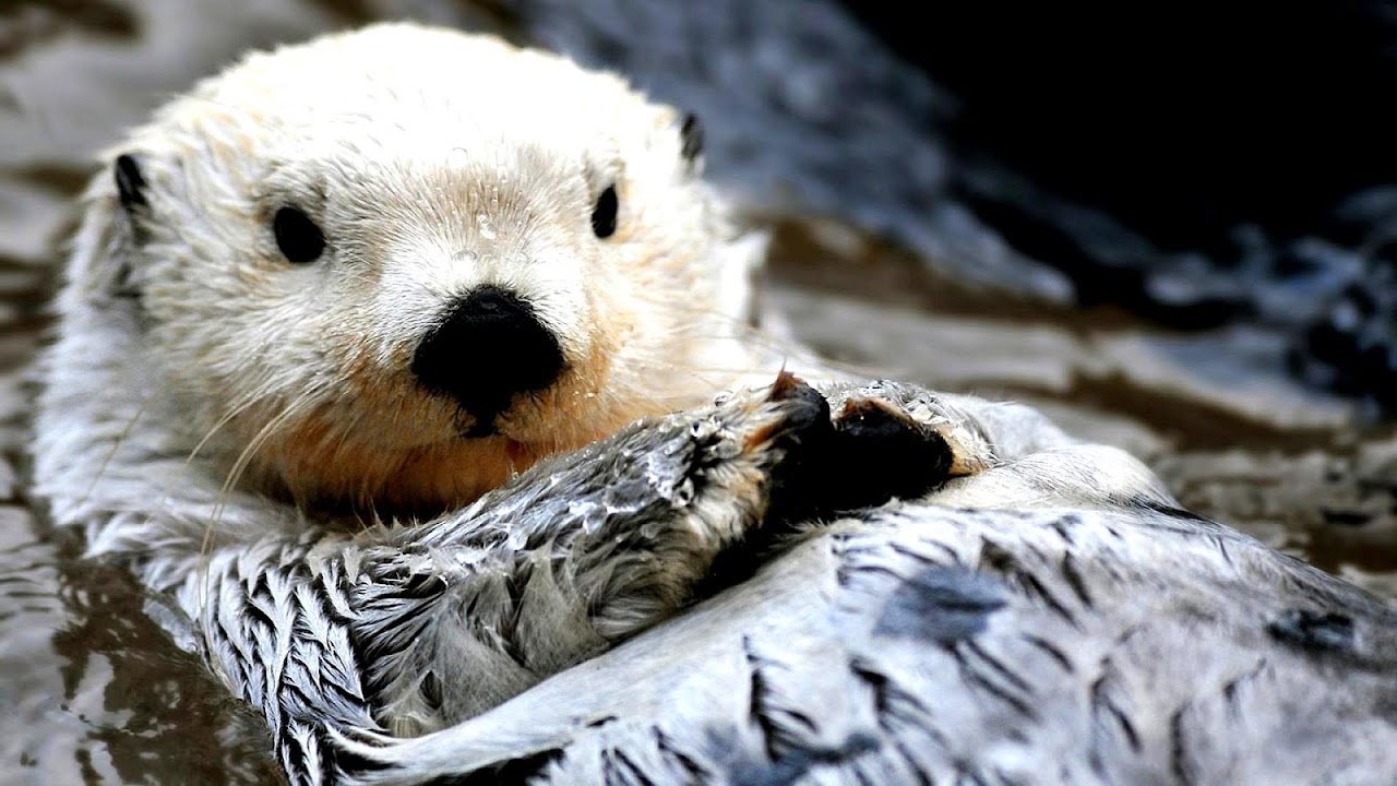 Why Are Sea Otters Endangered - Danger Choices