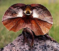 reptile frilled lizard