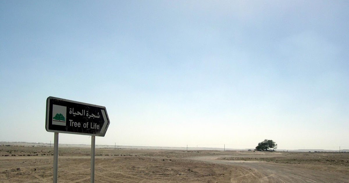 Meridianos El Árbol de la Vida