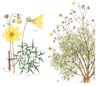 [Botany • 2019] Dahlia mixtecana (Asteraceae, Coreopsideae) • A Striking New Species from Oaxaca, Mexico