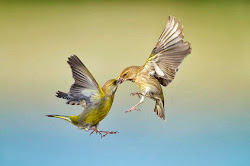 kissing birds flying kiss relatedpost