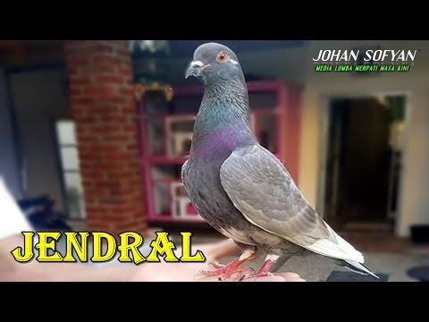 Level Berbeda Melatih Merpati Kolongan Profesional