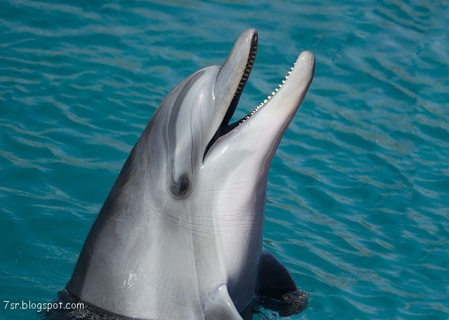 Https Encrypted Tbn0 Gstatic Com Images Q Tbn 3aand9gcsvqyay10e0i6ip3xykj9bwu37 Vj18tis0sw Usqp Cau