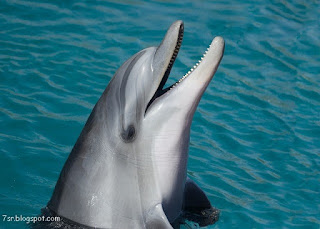 صور الدولفين