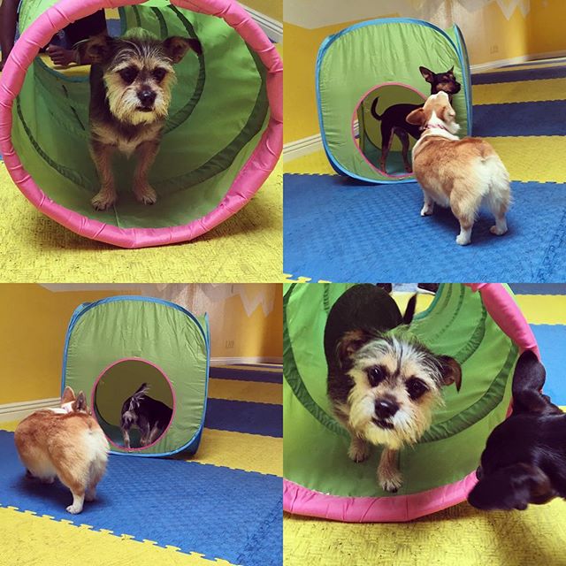 Dog Day Care San Francisco