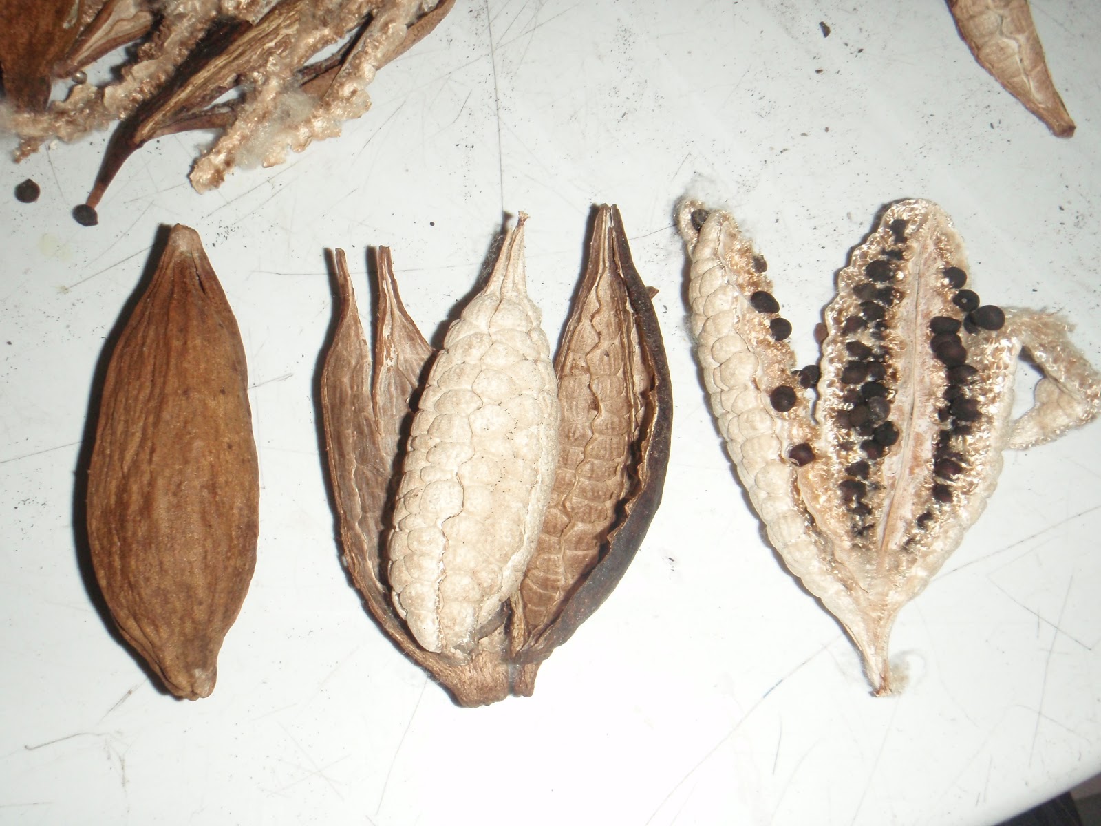 adventures in sustainability Kapok Seeds